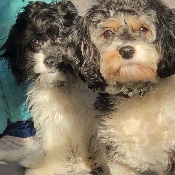 Meet your Posher, Sarah - Picture 1 of 1